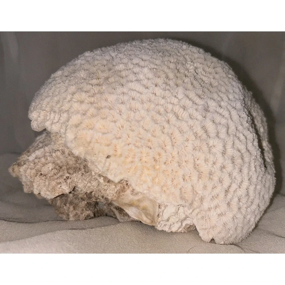 Star Brain‎ Coral Fossil Display/aquarium Decor Piece 6x7x4